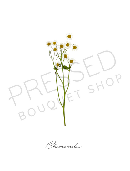 Pressed Stems with Titles | Downloadable Print