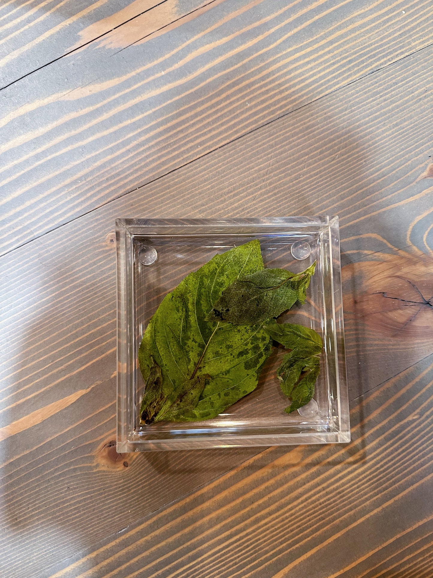 Square Pressed Flower Ring Dishes