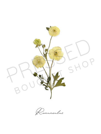 Pressed Stems with Titles | Downloadable Print